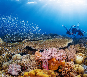 Wakatobi Marine National Park – Southeast Sulawesi